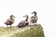 weekend Petten