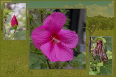 Combi.-hibiscus-expo-kees-de-ruiter-EXPO