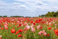 Mooi-Zeeuws-Vlaanderen-2