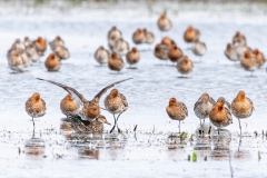 Vogelfotografie