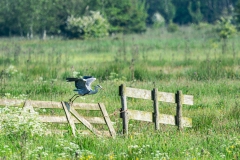Vogelfotografie