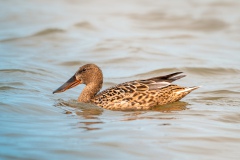 RVL-Expo01-Ruud-van-Leeuwen